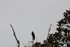 Cyanocorax caeruleus