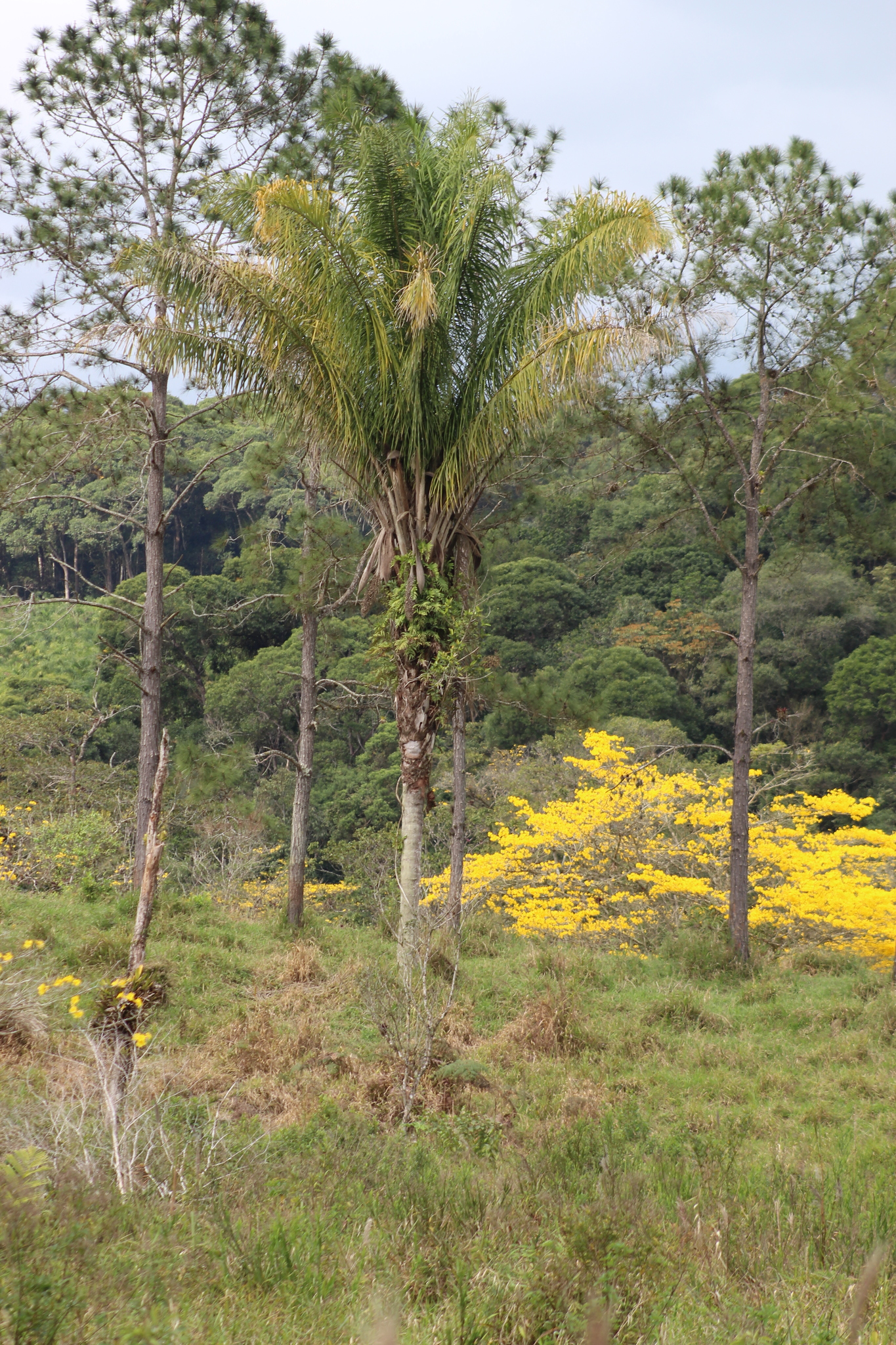 Attalea dubia