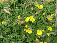 Crotalaria excisa excisa