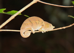 Furcifer rhinoceratus