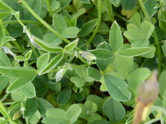 Crotalaria excisa excisa