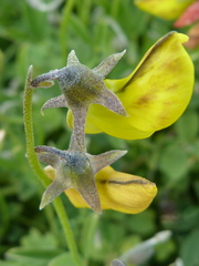 Crotalaria excisa excisa