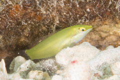 Halichoeres chloropterus