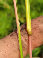 Andropogon longiberbis