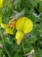 Crotalaria excisa excisa