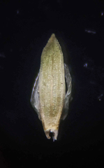 Oropetium villosulum