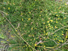 Crotalaria excisa excisa