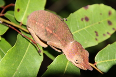 Furcifer rhinoceratus