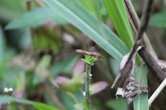 Ricolla quadrispinosa
