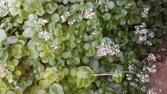 Crassula multicava multicava