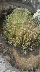 Crassula natans
