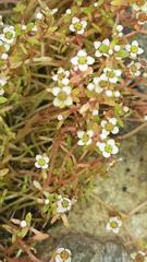 Crassula natans