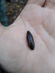 Epistomentis pictus