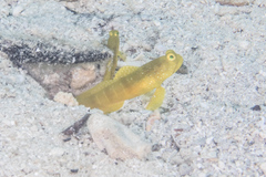 Cryptocentrus cinctus