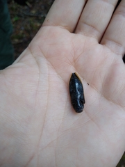 Epistomentis pictus