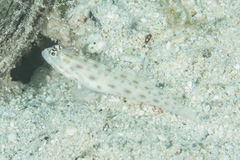 Ctenogobiops pomastictus