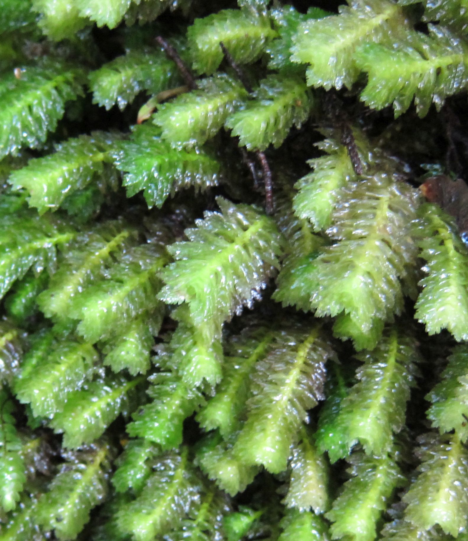 Schistochila