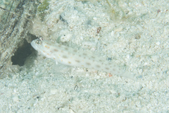 Ctenogobiops pomastictus