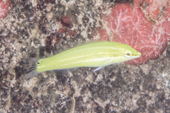Halichoeres chloropterus