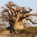 African Baobab - Photo (c) Robert Taylor, some rights reserved (CC BY), uploaded by Robert Taylor