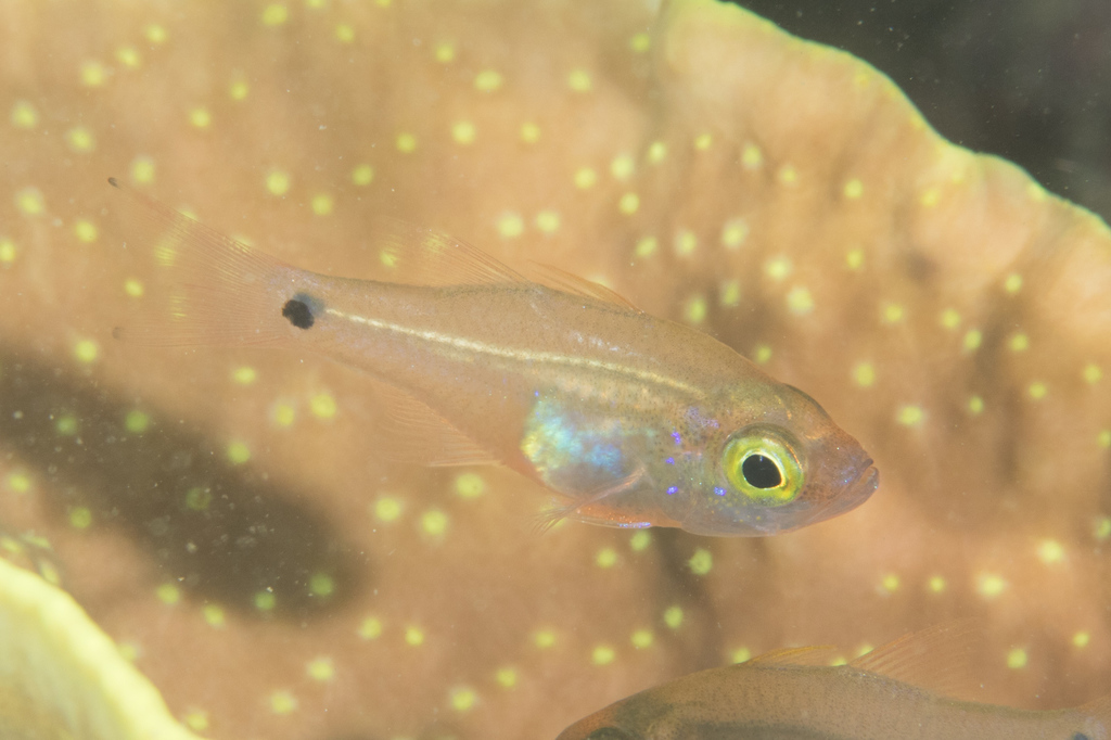 Sparsely-Spotted Cardinalfish
