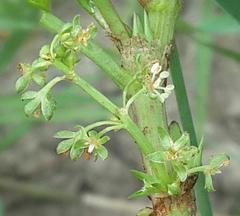 Rumex hypogaeus