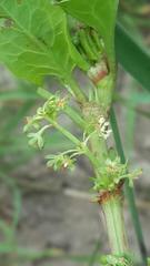 Rumex hypogaeus
