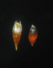 Oropetium villosulum