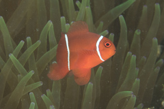 Amphiprion biaculeatus