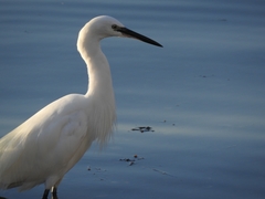 Egretta garzetta