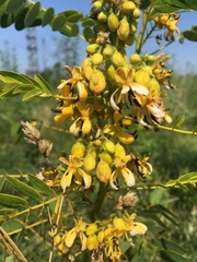 Senna hebecarpa