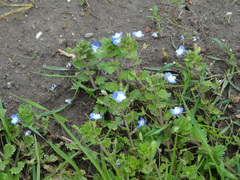 Veronica persica