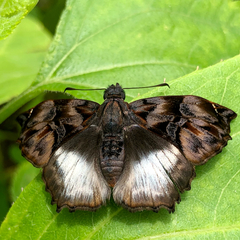 Noctuana