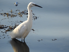 Egretta garzetta