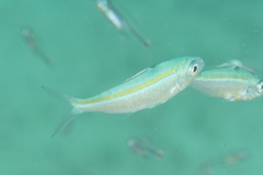 Pterocaesio tessellata