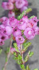 Erica gracilis
