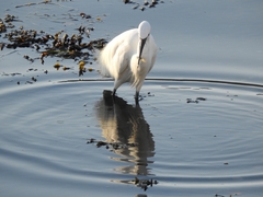 Egretta garzetta