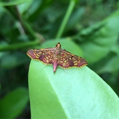 Ischnurges gratiosalis