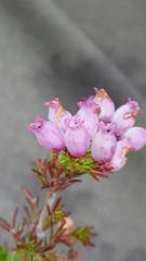 Erica gracilis