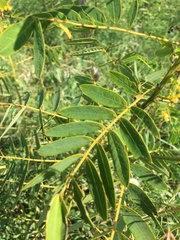 Senna hebecarpa