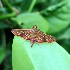 Ischnurges gratiosalis