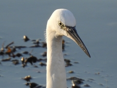Egretta garzetta