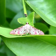Ischnurges gratiosalis