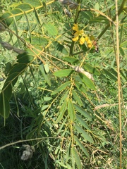 Senna hebecarpa