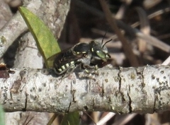 Anthidium maculifrons