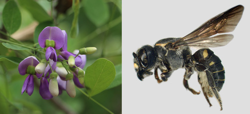 Aztecanthidium cuauhtemocum