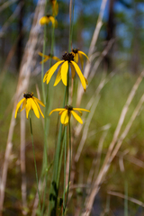 Rudbeckia mohrii