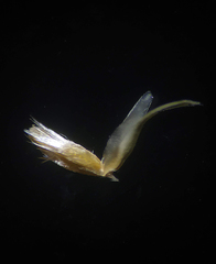 Oropetium villosulum