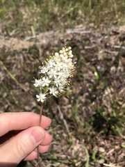 Melanthiaceae