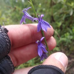 Lobelia gruina